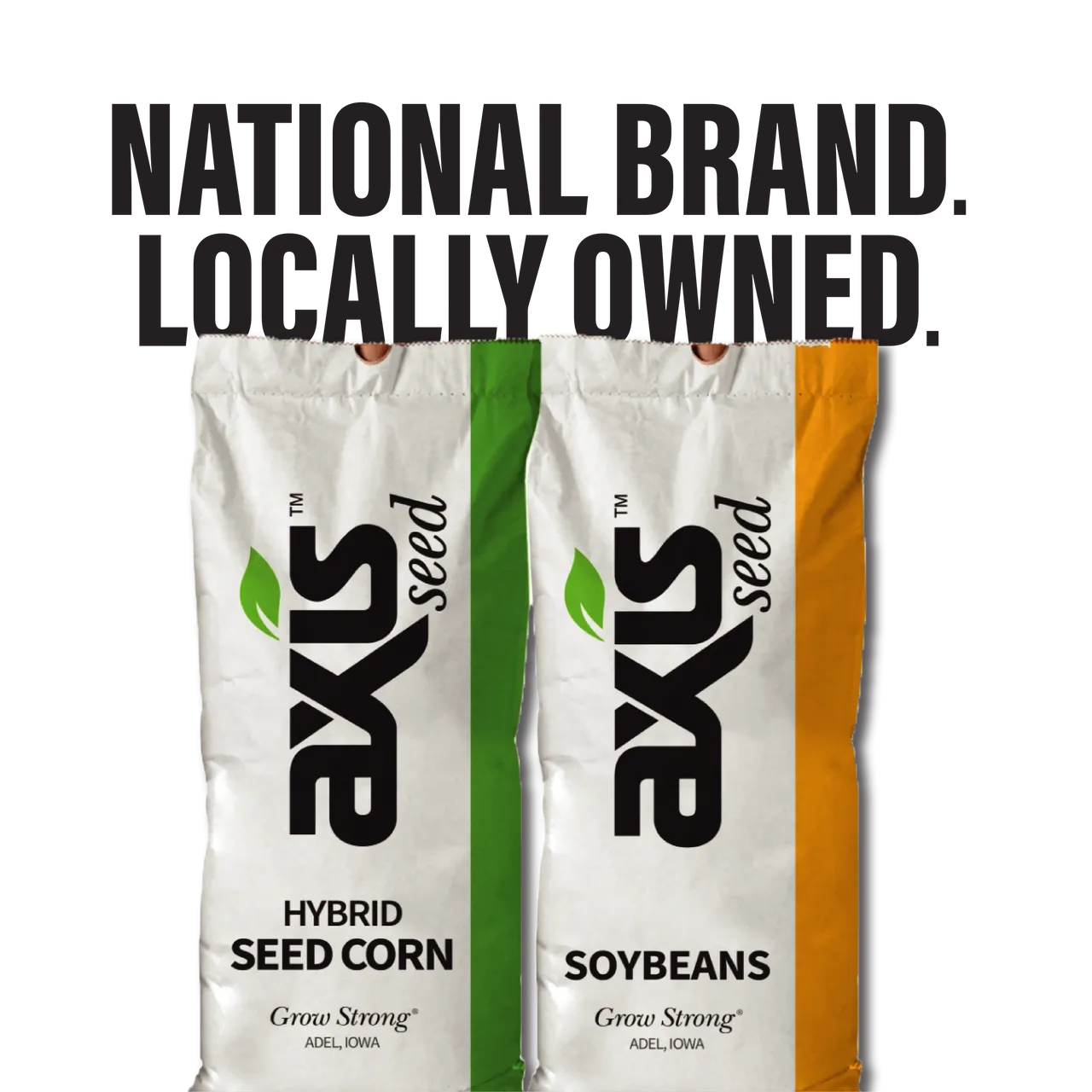 Hybrid seed corn
